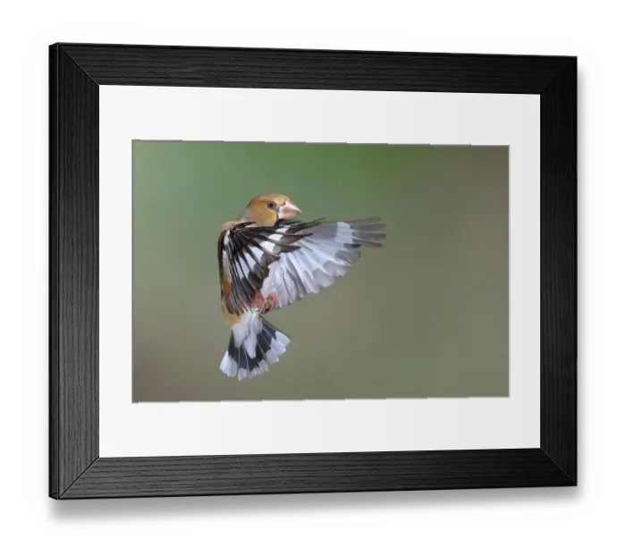 Framed Print : Hawfinch (Coccothraustes coccothraustes) in flight, flight photo, Siegerland, North Rhine-Westphalia, Germany Framed Print : Hawfinch (Coccothraustes coccothraustes) in flight, flight photo, Siegerland, North Rhine-Westphalia, Germany