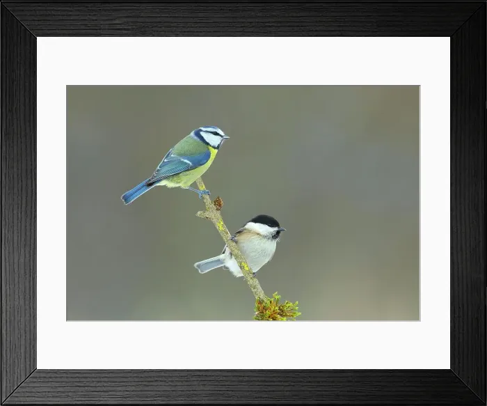 Framed Print : Blue Tit (Parus caeruleus), Willow Tit (Parus montanus), 2 adult birds, sitting on moss-covered branch, Siegerland, North Rhine-Westphalia, Germany Framed Print : Blue Tit (Parus caeruleus), Willow Tit (Parus montanus), 2 adult birds, sitting on moss-covered branch, Siegerland, North Rhine-Westphalia, Germany