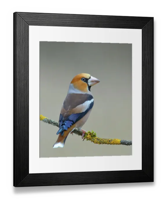 Framed Print : Hawfinch (Coccothraustes coccothraustes), male sitting on lichen-covered branch, Siegerland, North Rhine-Westphalia, Germany Framed Print : Hawfinch (Coccothraustes coccothraustes), male sitting on lichen-covered branch, Siegerland, North Rhine-Westphalia, Germany