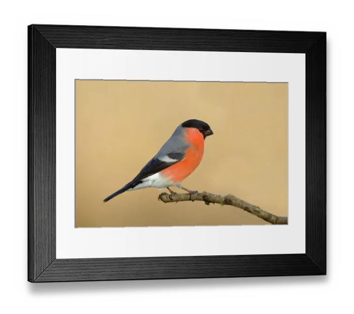 Framed Print : Eurasian bullfinch (Pyrrhula pyrrhula), Gimbel, male sitting on branch, Siegerland, North Rhine-Westphalia, Germany Framed Print : Eurasian bullfinch (Pyrrhula pyrrhula), Gimbel, male sitting on branch, Siegerland, North Rhine-Westphalia, Germany