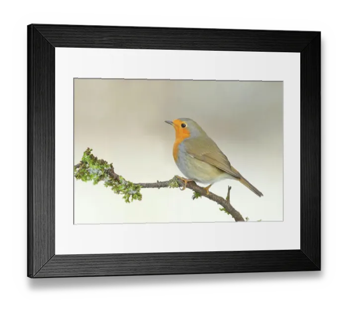 Framed Print : European robin (Erithacus rubecula) sitting on moss-covered branch, Siegerland, North Rhine-Westphalia, Germany Framed Print : European robin (Erithacus rubecula) sitting on moss-covered branch, Siegerland, North Rhine-Westphalia, Germany