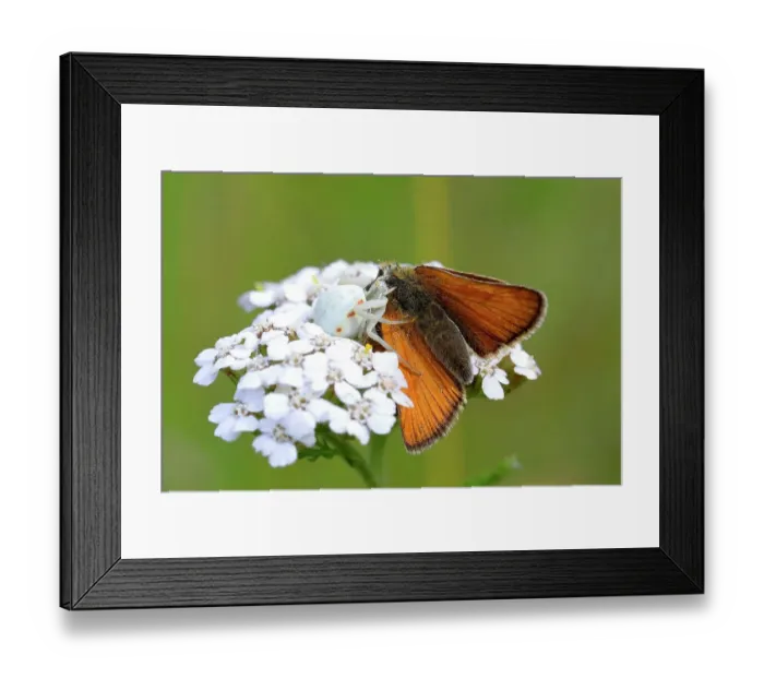 Framed Print : Predator and prey, goldenrod crab spider (Misumena vatia) with essex skippers (Thymelicus lineola) on a flower, Siegerland, North Rhine-Westphalia, Germany Framed Print : Predator and prey, goldenrod crab spider (Misumena vatia) with essex skippers (Thymelicus lineola) on a flower, Siegerland, North Rhine-Westphalia, Germany