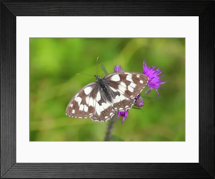 Framed Print : Marbled white (Melanargia galathea), on a marsh thistle (Cirsium palustre), Siegerland, North Rhine-Westphalia, Germany Framed Print : Marbled white (Melanargia galathea), on a marsh thistle (Cirsium palustre), Siegerland, North Rhine-Westphalia, Germany