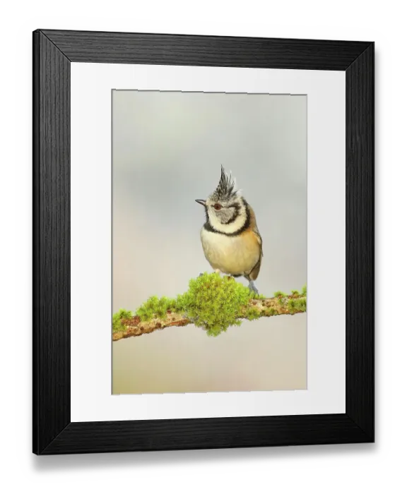 Framed Print : Crested Tit (Lophophanes cristatus), on a branch covered with moss, with light background, Siegerland, North Rhine-Westphalia, Germany Framed Print : Crested Tit (Lophophanes cristatus), on a branch covered with moss, with light background, Siegerland, North Rhine-Westphalia, Germany
