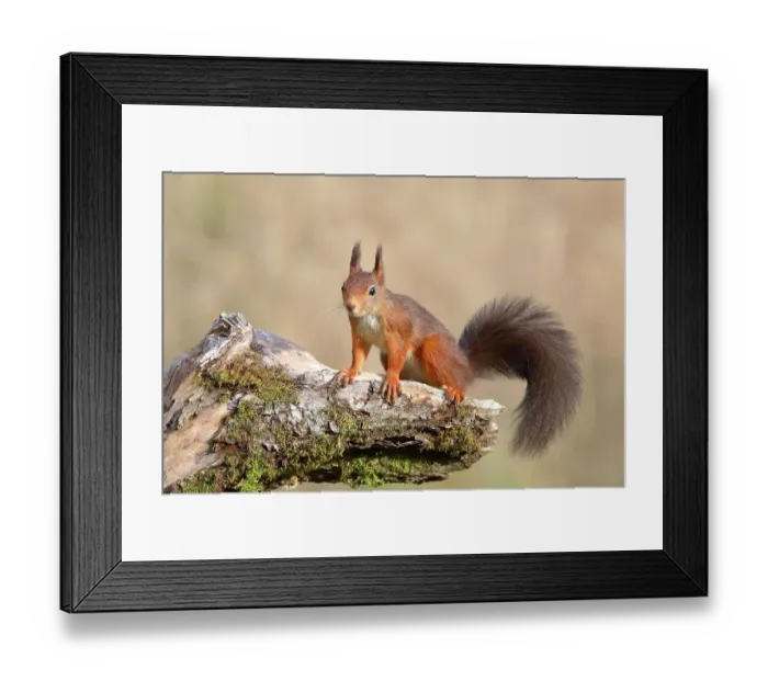 Framed Print : Eurasian red squirrel (Sciurus vulgaris), dark variant, sitting attentively on a tree root, Siegerland, North Rhine-Westphalia, Germany Framed Print : Eurasian red squirrel (Sciurus vulgaris), dark variant, sitting attentively on a tree root, Siegerland, North Rhine-Westphalia, Germany