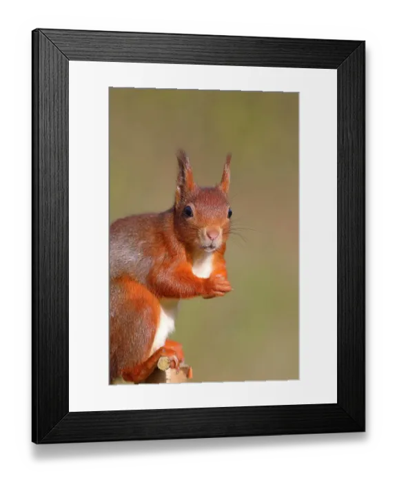 Framed Print : Eurasian red squirrel (Sciurus vulgaris), animal portrait, Siegerland, North Rhine-Westphalia, Germany Framed Print : Eurasian red squirrel (Sciurus vulgaris), animal portrait, Siegerland, North Rhine-Westphalia, Germany