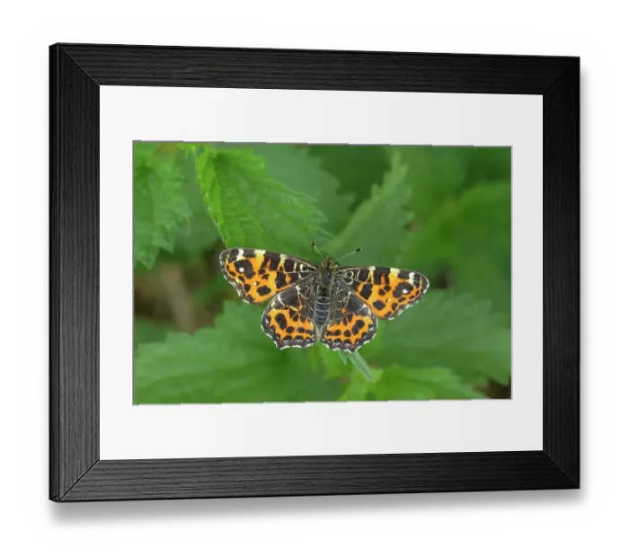 Framed Print : Map butterfly (Araschnia levana), spring generation, sitting on leaf of a meadow plant, North Rhine-Westphalia, Germany Framed Print : Map butterfly (Araschnia levana), spring generation, sitting on leaf of a meadow plant, North Rhine-Westphalia, Germany