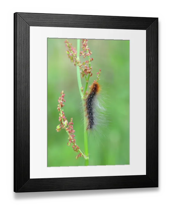 Framed Print : Brown bear (Arctia caja), caterpillar, feeding on meadow sorrel, common sorrel (Rumex acetosa), North Rhine-Westphalia, Germany Framed Print : Brown bear (Arctia caja), caterpillar, feeding on meadow sorrel, common sorrel (Rumex acetosa), North Rhine-Westphalia, Germany