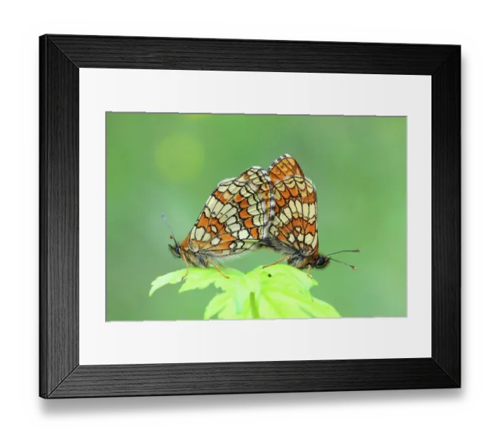Framed Print : Heath fritillary (Melitaea athalia), also Common Fritillary, mating, sitting on leaf of a meadow plant, North Rhine-Westphalia, Germany Framed Print : Heath fritillary (Melitaea athalia), also Common Fritillary, mating, sitting on leaf of a meadow plant, North Rhine-Westphalia, Germany