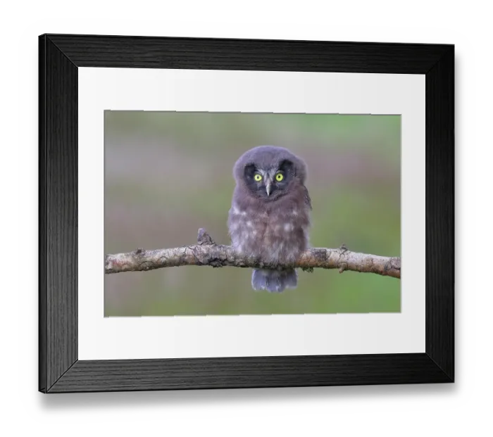 Framed Print : Tengmalm's Owl (Aegolius funereus), young bird sitting on a larch branch, Siegerland, North Rhine-Westphalia, Germany Framed Print : Tengmalm's Owl (Aegolius funereus), young bird sitting on a larch branch, Siegerland, North Rhine-Westphalia, Germany