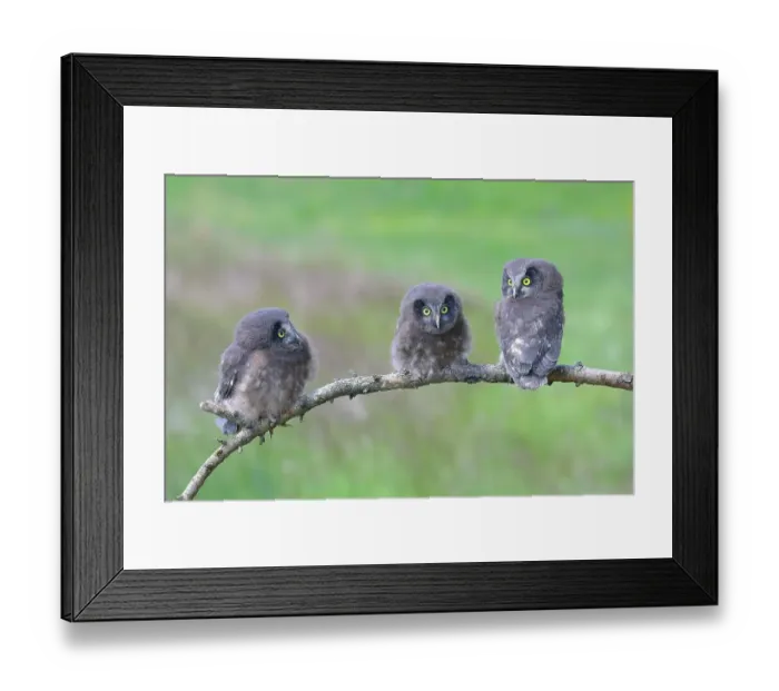Framed Print : Tengmalm's Owl (Aegolius funereus), three young birds sitting on a larch branch, Siegerland, North Rhine-Westphalia, Germany Framed Print : Tengmalm's Owl (Aegolius funereus), three young birds sitting on a larch branch, Siegerland, North Rhine-Westphalia, Germany