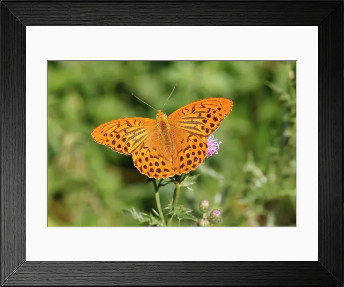 Framed Print : Silver-washed Fritillary (Argynnis paphia), Altenseelbach, Neunkirchen, North Rhine-Westphalia, Germany Framed Print : Silver-washed Fritillary (Argynnis paphia), Altenseelbach, Neunkirchen, North Rhine-Westphalia, Germany
