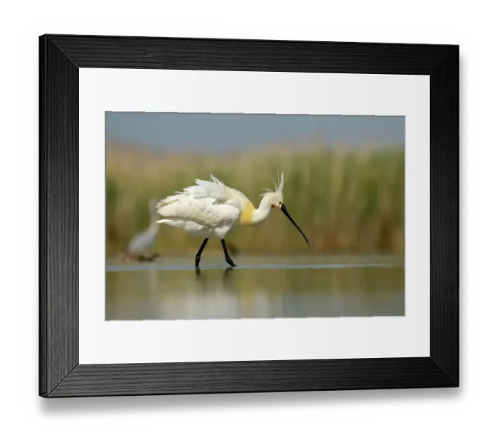 Framed Print : Eurasian Spoonbill or Common Spoonbill (Platalea leucorodia), foraging in shallow water, Kiskunsag National Park, Southeastern Hungary, Hungary