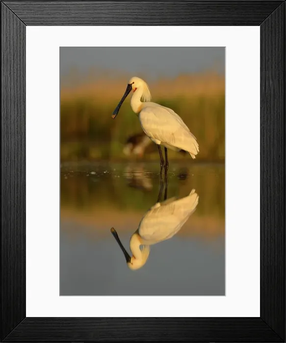 Framed Print : Eurasian Spoonbill or Common Spoonbill (Platalea leucorodia), with reflection in the morning light, Kiskunsag National Park, Southeastern Hungary, Hungary Framed Print : Eurasian Spoonbill or Common Spoonbill (Platalea leucorodia), with reflection in the morning light, Kiskunsag National Park, Southeastern Hungary, Hungary