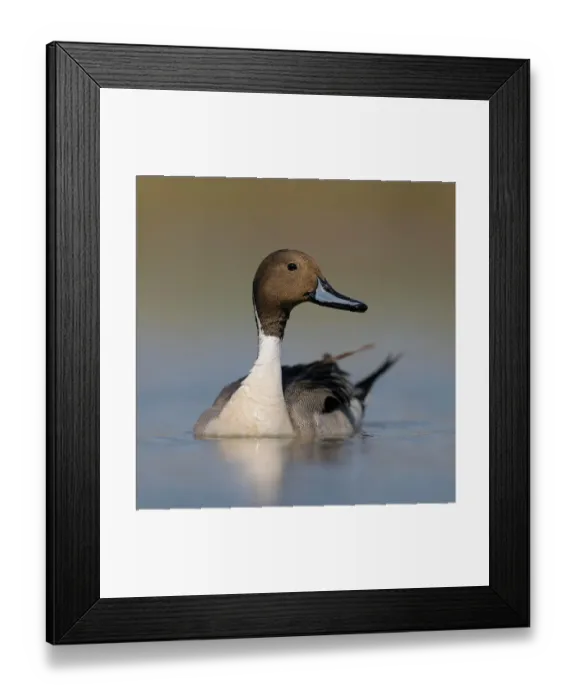 Framed Print : Pintail or Northern Pintail (Anas acuta), drake in breeding plumage, Kiskunsag National Park, Southeastern Hungary, Hungary Framed Print : Pintail or Northern Pintail (Anas acuta), drake in breeding plumage, Kiskunsag National Park, Southeastern Hungary, Hungary