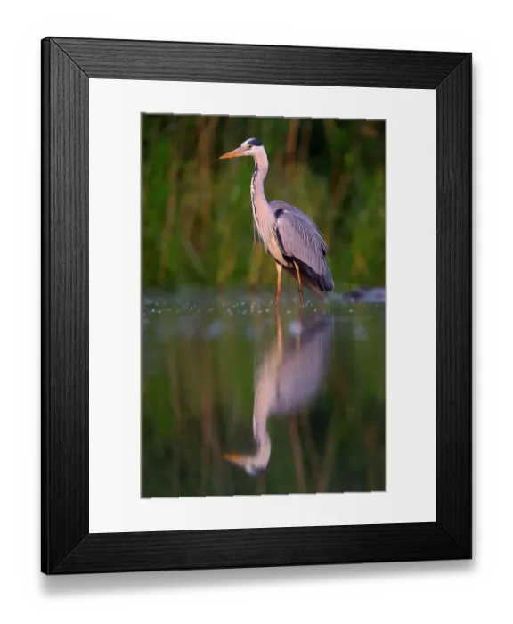 Framed Print : Grey Heron (Ardea cinerea), adult, foraging for food in the morning light, Kiskunsag National Park, Southeastern Hungary, Hungary Framed Print : Grey Heron (Ardea cinerea), adult, foraging for food in the morning light, Kiskunsag National Park, Southeastern Hungary, Hungary