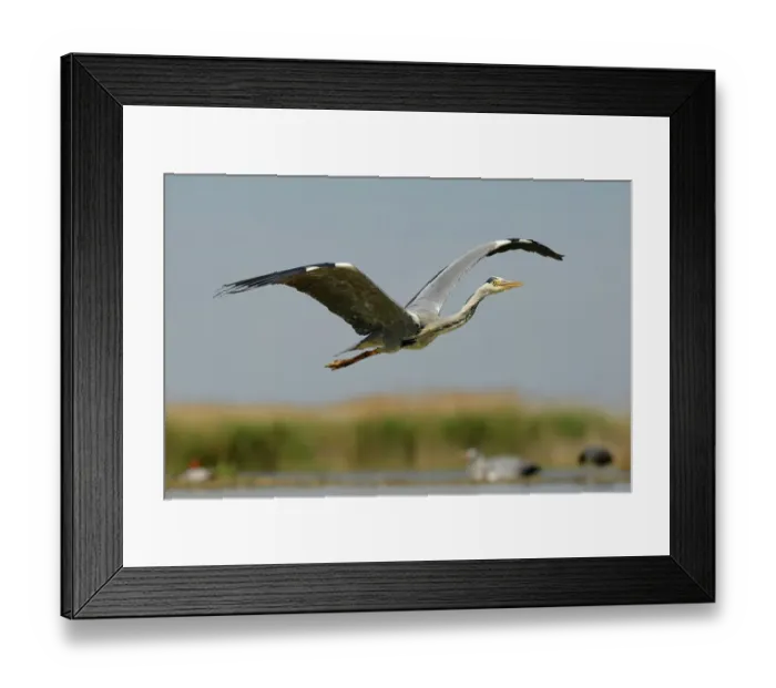 Framed Print : Grey Heron (Ardea cinerea), adult bird in flight, Kiskunsag National Park, Southeastern Hungary, Hungary Framed Print : Grey Heron (Ardea cinerea), adult bird in flight, Kiskunsag National Park, Southeastern Hungary, Hungary
