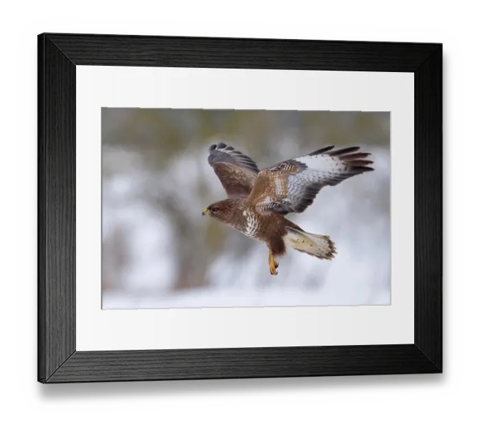 Framed Print : Buzzard (Buteo buteo), dark form, in flight, Swabian Alb Biosphere Reserve, Baden-Wuerttemberg, Germany Framed Print : Buzzard (Buteo buteo), dark form, in flight, Swabian Alb Biosphere Reserve, Baden-Wuerttemberg, Germany