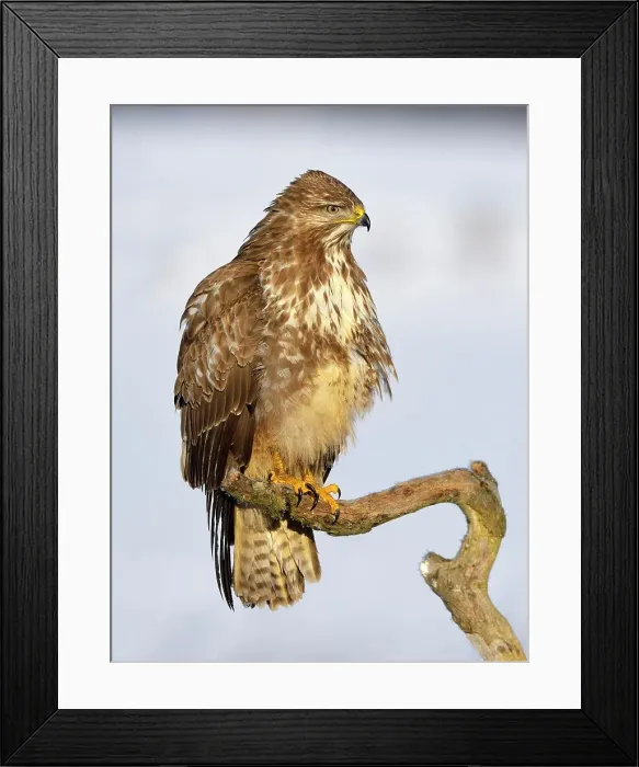 Framed Print : Buzzard (Buteo buteo), perched on a branch in a snow-covered landscape, Swabian Alb Biosphere Reserve, Baden-Wuerttemberg, Germany Framed Print : Buzzard (Buteo buteo), perched on a branch in a snow-covered landscape, Swabian Alb Biosphere Reserve, Baden-Wuerttemberg, Germany