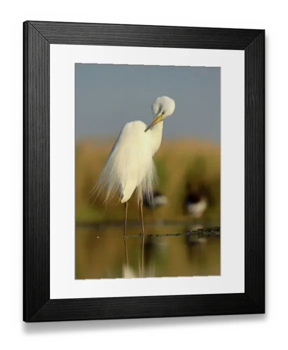 Framed Print : Great Egret (Ardea alba), adult bird in breeding plumage, preening, Kiskunsag National Park, Southeastern Hungary, Hungary