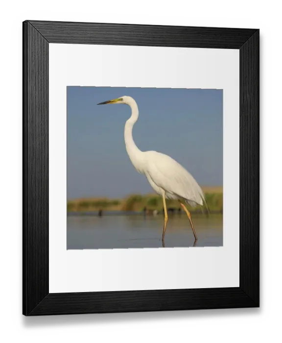 Framed Print : Great Egret (Ardea alba), adult bird in breeding plumage, foraging for food, Kiskunsag National Park, Southeastern Hungary, Hungary Framed Print : Great Egret (Ardea alba), adult bird in breeding plumage, foraging for food, Kiskunsag National Park, Southeastern Hungary, Hungary