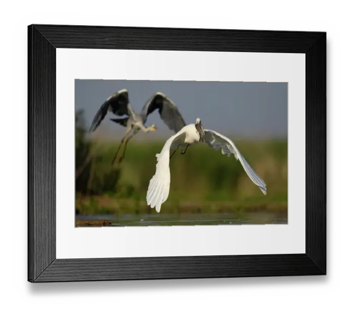 Framed Print : A Great Egret (Ardea alba), taking off with a fish in its beak, is followed by a Grey Heron (Ardea cinerea), Kiskunsag National Park, Southeastern Hungary, Hungary