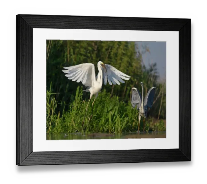 Framed Print : A Great Egret (Ardea alba), taking off with a fish in its beak, is followed by a Grey Heron (Ardea cinerea), Kiskunsag National Park, Southeastern Hungary, Hungary Framed Print : A Great Egret (Ardea alba), taking off with a fish in its beak, is followed by a Grey Heron (Ardea cinerea), Kiskunsag National Park, Southeastern Hungary, Hungary