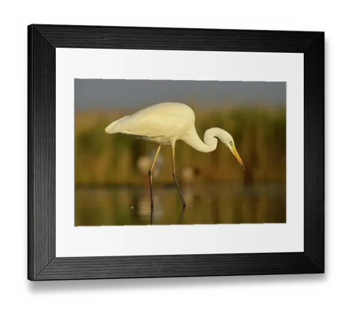 Framed Print : Great Egret (Ardea alba), adult bird in breeding plumage, foraging for food, Kiskunsag National Park, Southeastern Hungary, Hungary Framed Print : Great Egret (Ardea alba), adult bird in breeding plumage, foraging for food, Kiskunsag National Park, Southeastern Hungary, Hungary