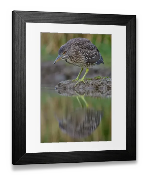 Framed Print : Black-crowned Night Heron (Nycticorax nycticorax), juvenile, foraging for food, Kiskunsag National Park, Southeastern Hungary, Hungary