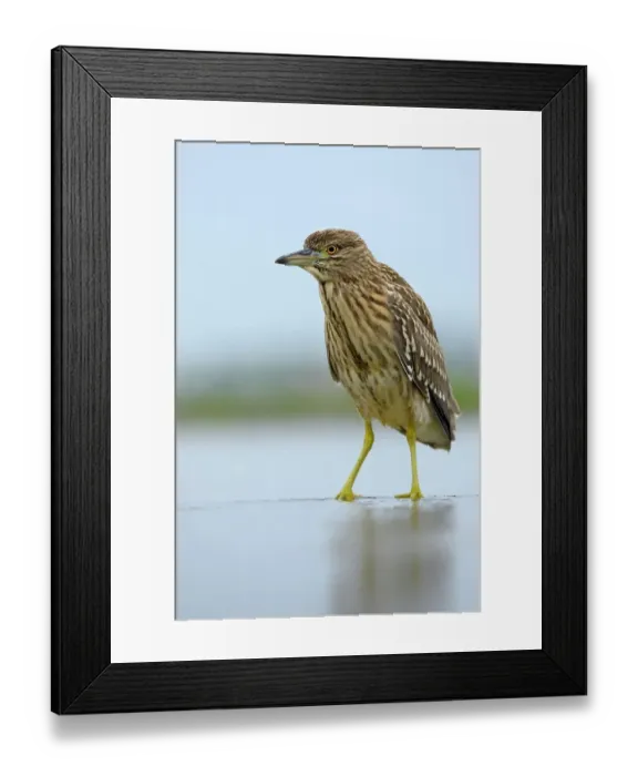 Framed Print : Black-crowned Night Heron (Nycticorax nycticorax), juvenile, foraging for food, Kiskunsag National Park, Southeastern Hungary, Hungary Framed Print : Black-crowned Night Heron (Nycticorax nycticorax), juvenile, foraging for food, Kiskunsag National Park, Southeastern Hungary, Hungary
