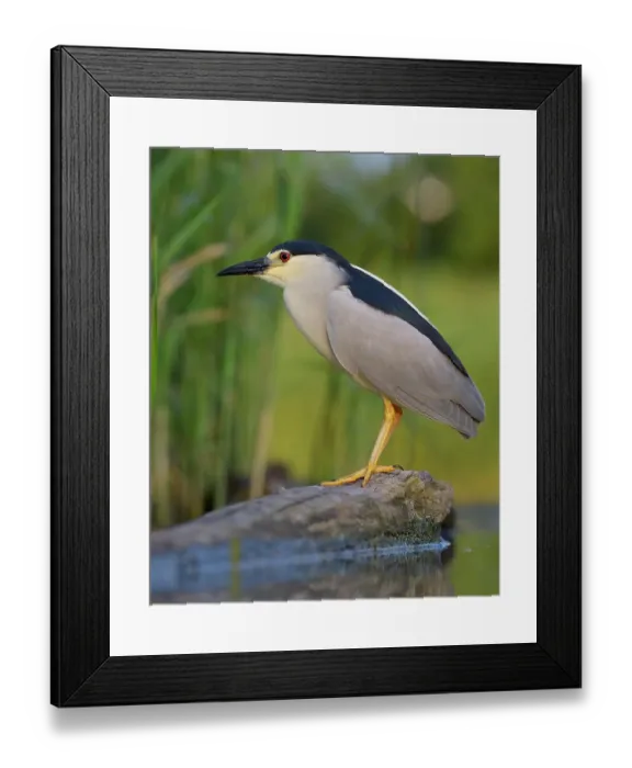 Framed Print : Black-crowned Night Heron (Nycticorax nycticorax), adult, in the morning light, perched on a branch lying in the water, Kiskunsag National Park, Southeastern Hungary, Hungary Framed Print : Black-crowned Night Heron (Nycticorax nycticorax), adult, in the morning light, perched on a branch lying in the water, Kiskunsag National Park, Southeastern Hungary, Hungary