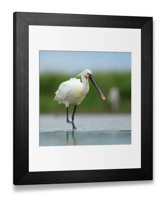 Framed Print : Eurasian Spoonbill or Common Spoonbill (Platalea leucorodia) foraging for food, Kiskunsag National Park, Southeastern Hungary, Hungary