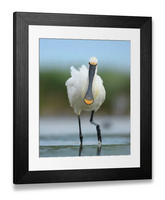Framed Print : Eurasian Spoonbill or Common Spoonbill (Platalea leucorodia) foraging for food, Kiskunsag National Park, Southeastern Hungary, Hungary Framed Print : Eurasian Spoonbill or Common Spoonbill (Platalea leucorodia) foraging for food, Kiskunsag National Park, Southeastern Hungary, Hungary