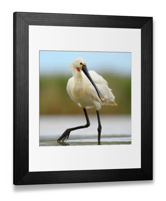 Framed Print : Eurasian Spoonbill or Common Spoonbill (Platalea leucorodia) foraging for food, Kiskunsag National Park, Southeastern Hungary, Hungary Framed Print : Eurasian Spoonbill or Common Spoonbill (Platalea leucorodia) foraging for food, Kiskunsag National Park, Southeastern Hungary, Hungary