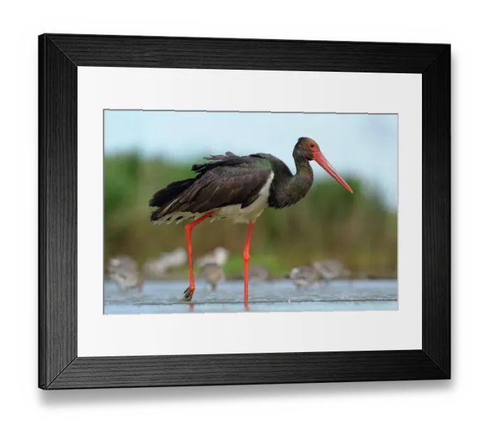 Framed Print : Black Stork (Ciconia nigra), wading in shallow water in search of food, Kiskunsag National Park, Hungary