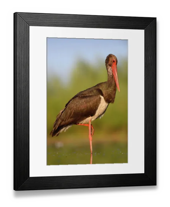 Framed Print : Black Stork (Ciconia nigra), in a relaxed pose, Kiskunsag National Park, Hungary Framed Print : Black Stork (Ciconia nigra), in a relaxed pose, Kiskunsag National Park, Hungary