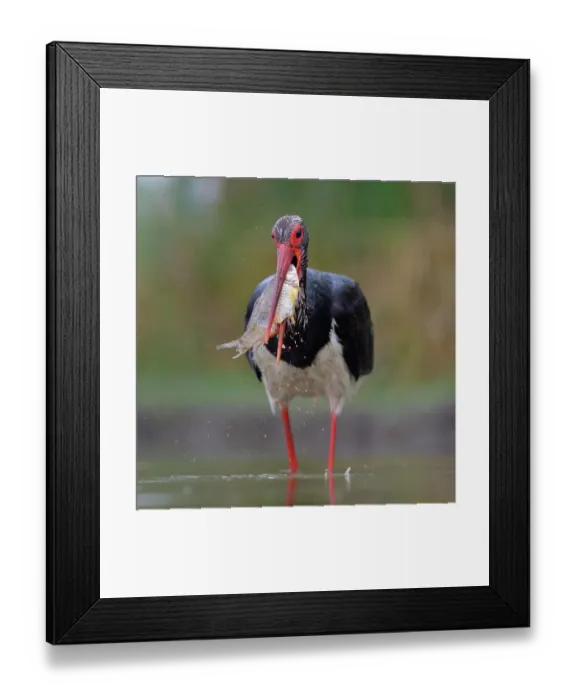 Framed Print : Black Stork (Ciconia nigra), with a fish in its beak, Kiskunsag National Park, Hungary Framed Print : Black Stork (Ciconia nigra), with a fish in its beak, Kiskunsag National Park, Hungary