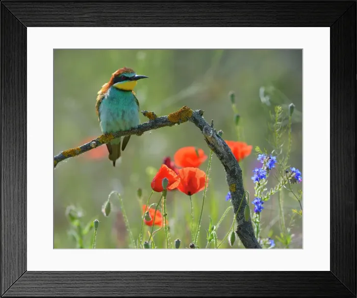 Framed Print : European Bee-eater (Merops apiaster), perched on a branch in a flowering meadow, Kiskunsag National Park, Hungary Framed Print : European Bee-eater (Merops apiaster), perched on a branch in a flowering meadow, Kiskunsag National Park, Hungary