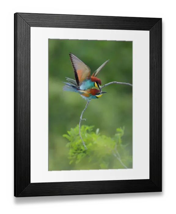 Framed Print : European Bee-eaters (Merops apiaster), pair mating on an acacia shrub, Kiskunsag National Park, Hungary Framed Print : European Bee-eaters (Merops apiaster), pair mating on an acacia shrub, Kiskunsag National Park, Hungary