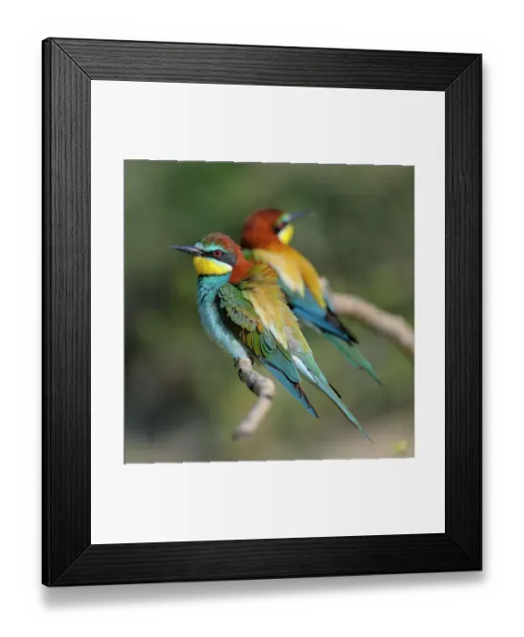 Framed Print : European Bee-eaters (Merops apiaster), breeding pair perched on a branch, Kiskunsag National Park, Hungary