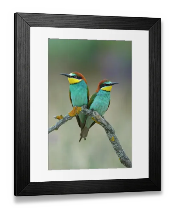 Framed Print : European Bee-eaters (Merops apiaster), breeding pair, perched on a branch, Kiskunsag National Park, Hungary Framed Print : European Bee-eaters (Merops apiaster), breeding pair, perched on a branch, Kiskunsag National Park, Hungary