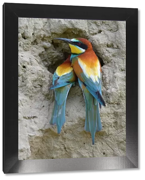 European Bee-eaters (Merops apiaster) breeding pair, in inspecting a nesting hole, Kiskunsag National Park, Hungary