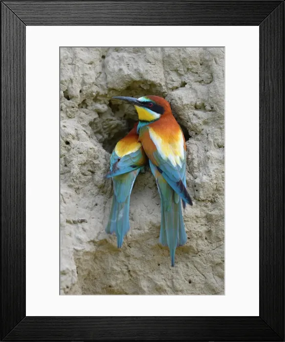 Framed Print : European Bee-eaters (Merops apiaster) breeding pair, in inspecting a nesting hole, Kiskunsag National Park, Hungary Framed Print : European Bee-eaters (Merops apiaster) breeding pair, in inspecting a nesting hole, Kiskunsag National Park, Hungary