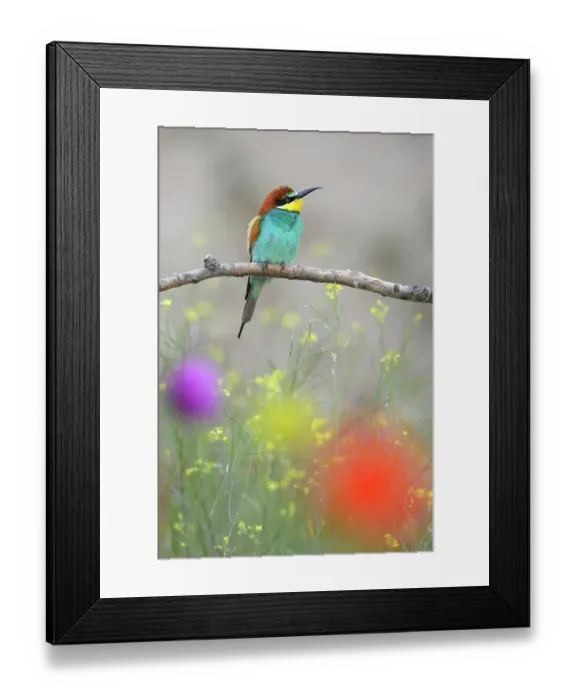 Framed Print : European Bee-eater (Merops apiaster), perched on a branch in a flowering meadow, Kiskunsag National Park, Hungary Framed Print : European Bee-eater (Merops apiaster), perched on a branch in a flowering meadow, Kiskunsag National Park, Hungary