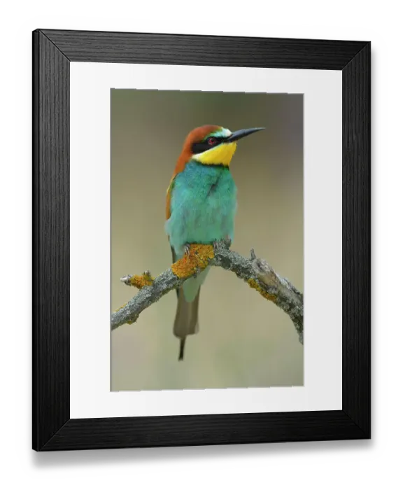 Framed Print : European Bee-eater (Merops apiaster), male resting, perched on a branch, Kiskunsag National Park, Hungary Framed Print : European Bee-eater (Merops apiaster), male resting, perched on a branch, Kiskunsag National Park, Hungary
