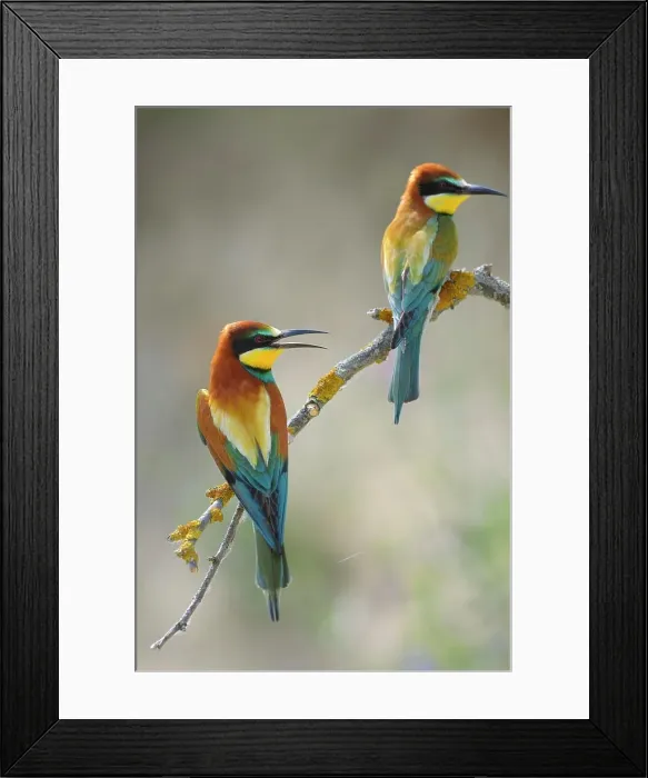 Framed Print : European Bee-eaters (Merops apiaster), breeding pair, perched on a branch, Kiskunsag National Park, Hungary Framed Print : European Bee-eaters (Merops apiaster), breeding pair, perched on a branch, Kiskunsag National Park, Hungary