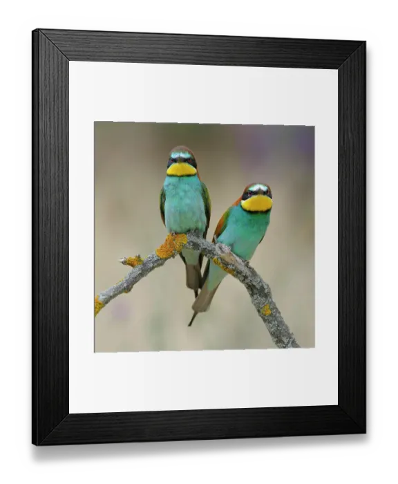 Framed Print : European Bee-eaters (Merops apiaster), breeding pair, perched on a branch, Kiskunsag National Park, Hungary Framed Print : European Bee-eaters (Merops apiaster), breeding pair, perched on a branch, Kiskunsag National Park, Hungary