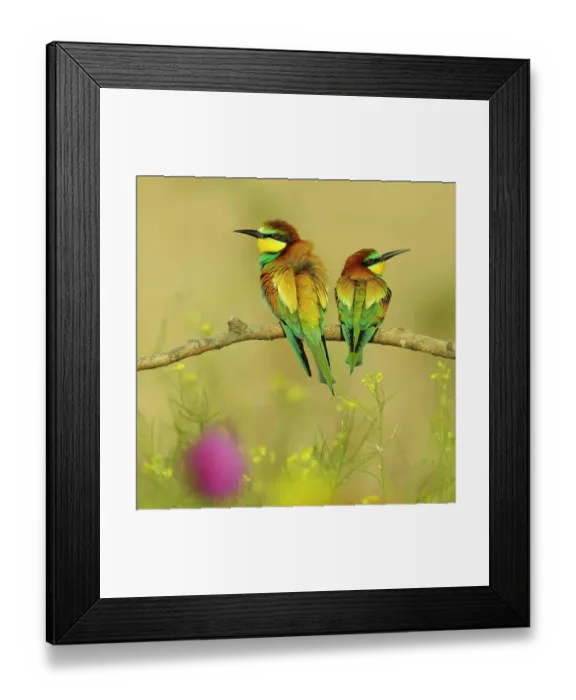 Framed Print : European Bee-eaters (Merops apiaster), breeding pair perched on a branch in a flowering meadow, Kiskunsag National Park, Hungary Framed Print : European Bee-eaters (Merops apiaster), breeding pair perched on a branch in a flowering meadow, Kiskunsag National Park, Hungary