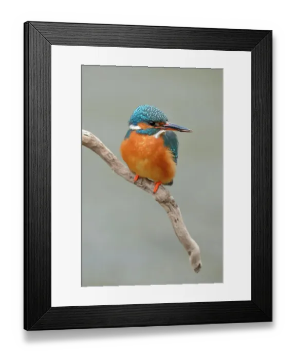 Framed Print : Kingfisher (Alcedo atthis), female perched, Swabian Alb biosphere reserve, Baden-Wuerttemberg, Germany Framed Print : Kingfisher (Alcedo atthis), female perched, Swabian Alb biosphere reserve, Baden-Wuerttemberg, Germany