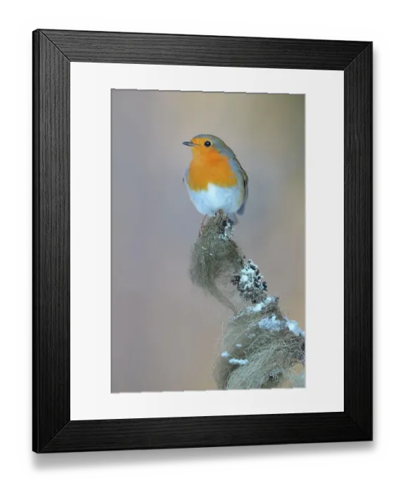 Framed Print : European Robin (Erithacus rubecula) perched on its song post, a spruce twig with lichens in winter, Swabian Alb biosphere reserve, Baden-Wuerttemberg, Germany Framed Print : European Robin (Erithacus rubecula) perched on its song post, a spruce twig with lichens in winter, Swabian Alb biosphere reserve, Baden-Wuerttemberg, Germany